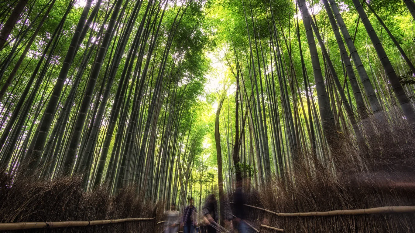 Bambusweg in Arashiyama mit Reisigzäunen, unten verwischte Besucher