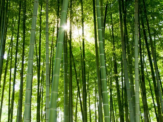 Hohe Bambushalme von unten gesehen, Sonnenlicht fällt durch die Blätter