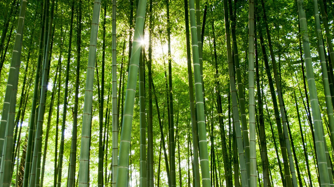 Hohe Bambushalme von unten gesehen, Sonnenlicht fällt durch die Blätter