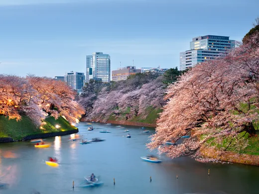 Kirschblüte am Chidorigafuchi in Tokyo in der Dämmerung