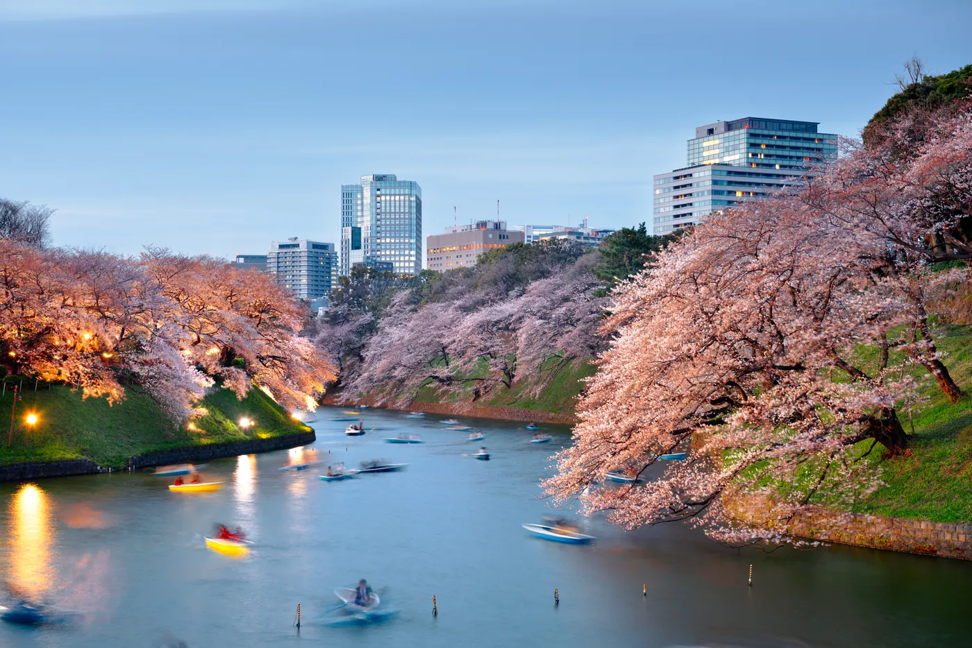Kirschbäume am Chidorigafuchi-Wassergraben in Tokyo in der Dämmerung, Ruderboote auf dem Wasser, dahinter Hochhäuser