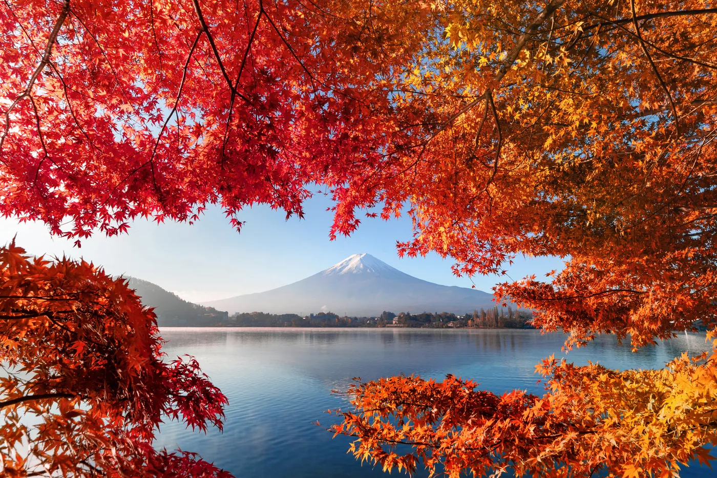 Der Fuji über dem Kawaguchi-See, im Vordergrund rot und orange gefärbte Ahornzweige