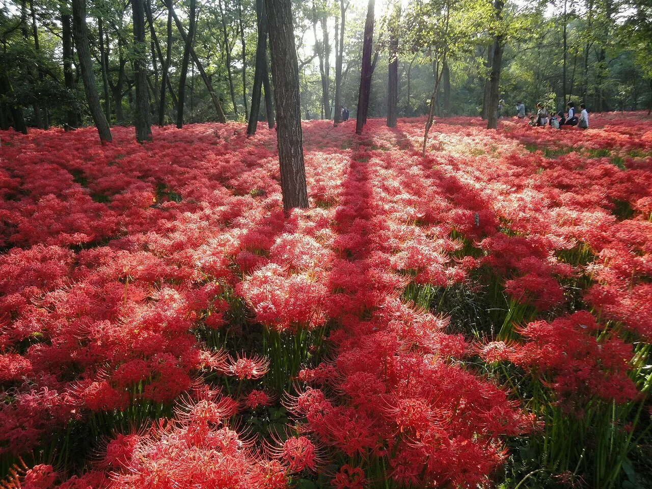 Dichter roter Teppich aus Higanbana-Blüten unter lichten Laubbäumen, im Hintergrund einzelne Besucher