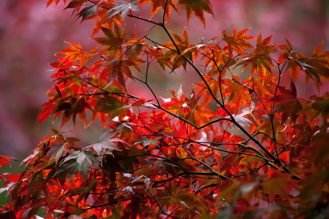 Zweige eines japanischen Ahorns mit roten und orangen Blättern vor unscharfem, rosa Hintergrund