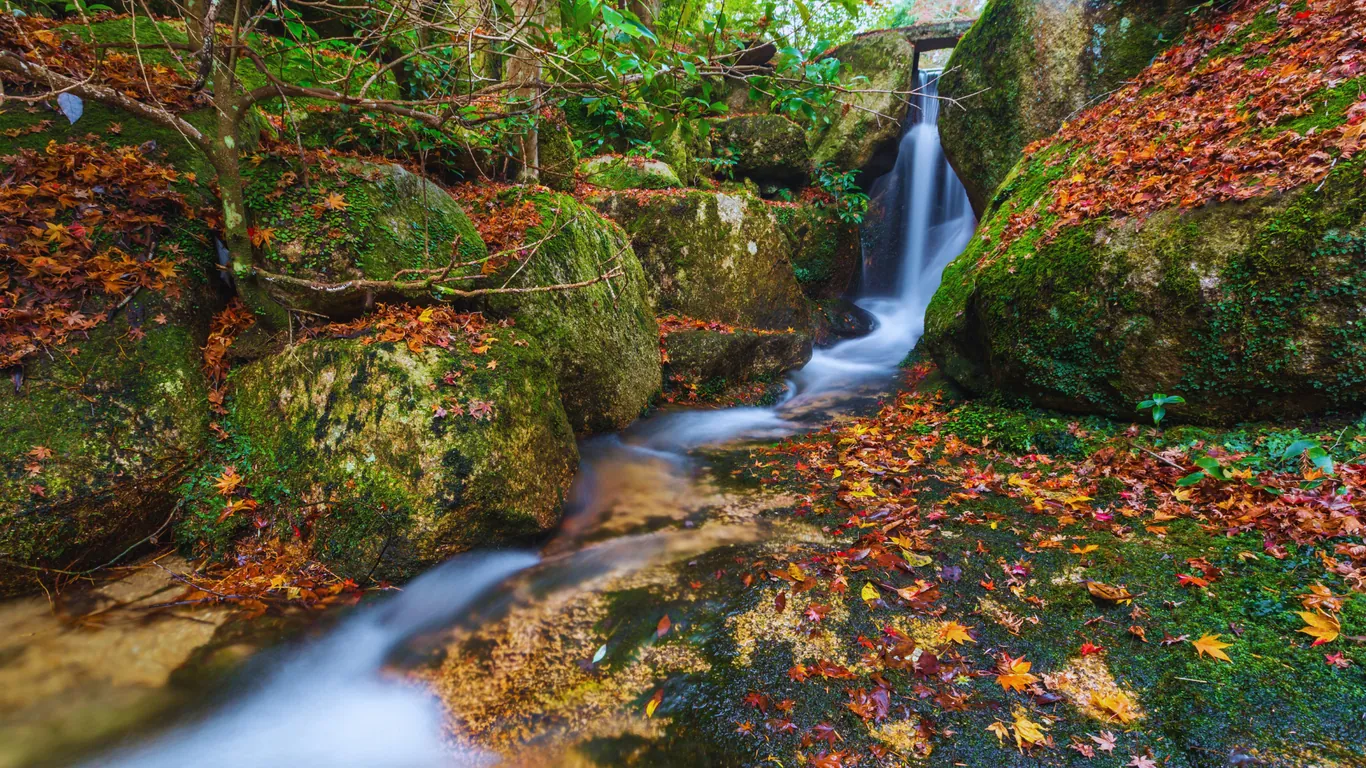 Kleiner Wasserfall zwischen bemoosten Felsen, auf Boden und Steinen liegen rote und gelbe Ahornblätter
