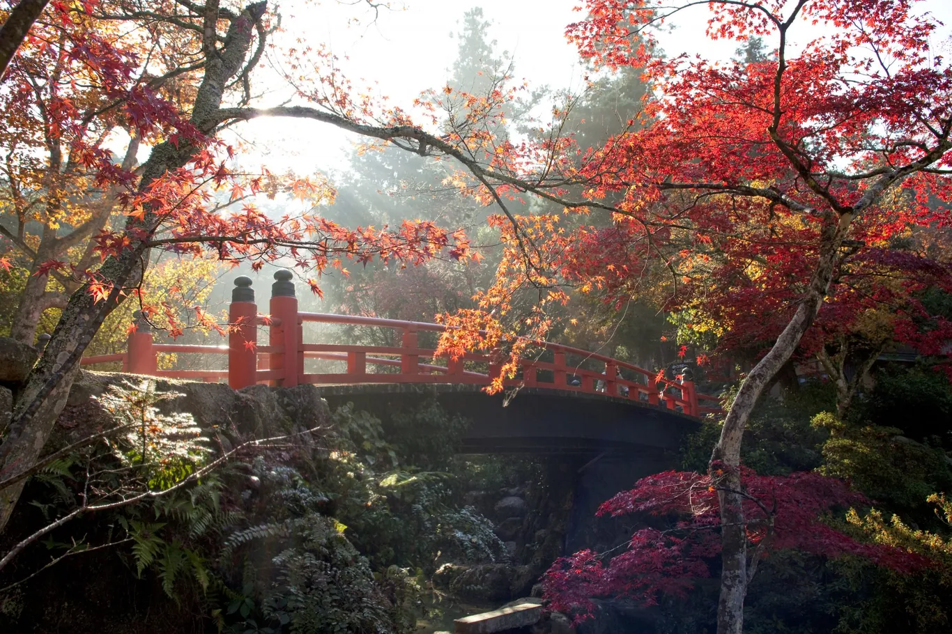 Rote Holzbrücke über einem Bach, umgeben von rotem und orangem Ahorn, Sonnenstrahlen fallen durch den Dunst