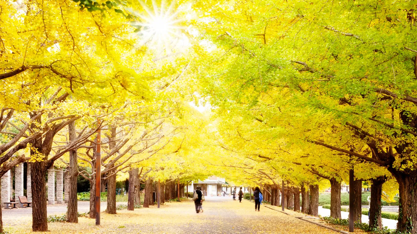 Allee aus leuchtend gelben Ginkgobäumen, darunter ein breiter Weg mit Spaziergängern, Sonnenlicht von oben