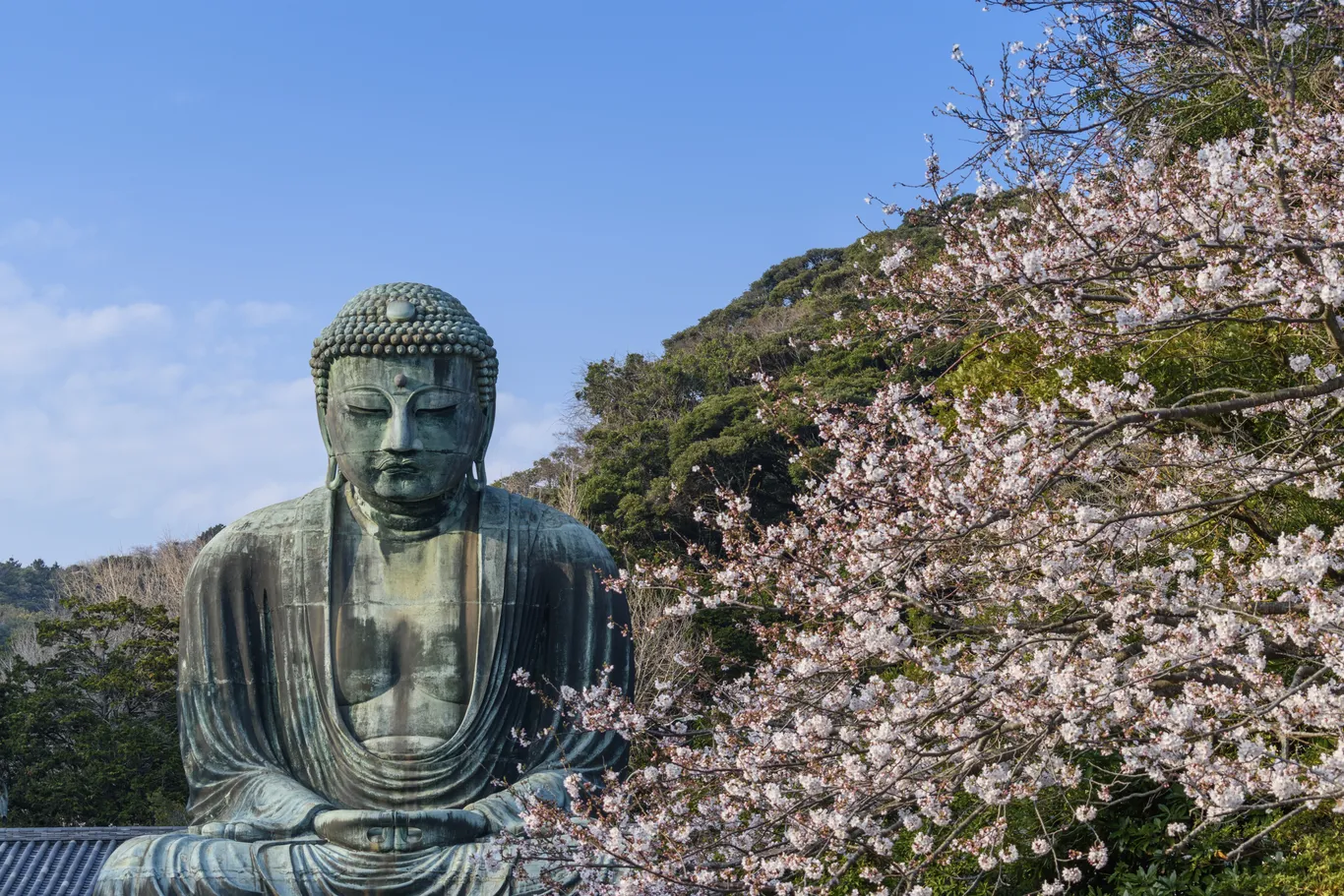 Die große Bronzestatue des sitzenden Buddha in Kamakura vor blauem Himmel, daneben ein Hang mit blühenden Kirschbäumen