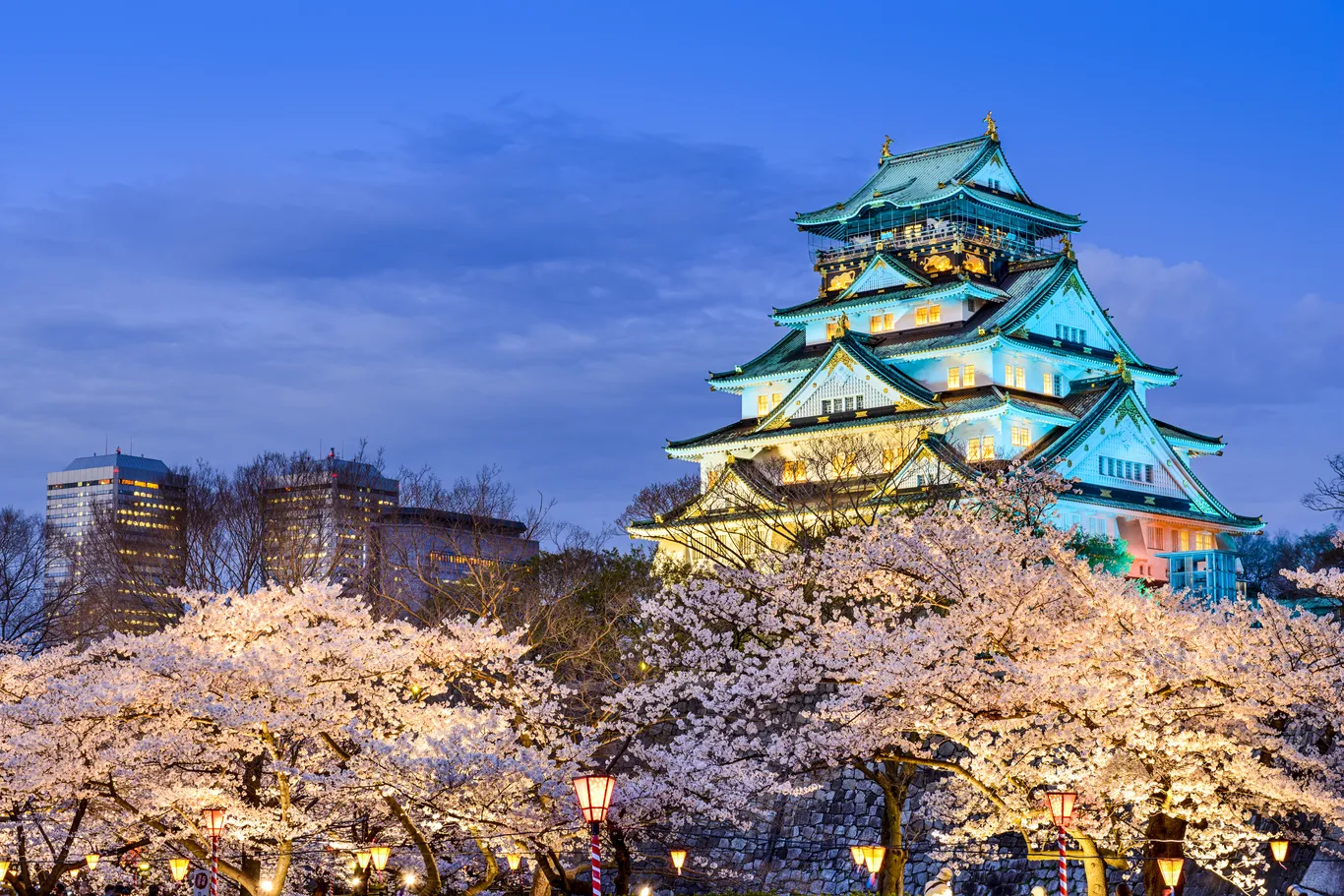 Die beleuchtete Burg von Osaka am Abend, davor ein Meer aus weißrosa blühenden Kirschbäumen und Laternen