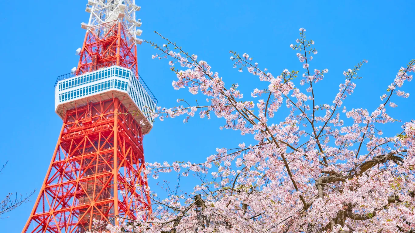 Der rot-weiße Tokyo Tower vor blauem Himmel, daneben Zweige mit hellrosa Kirschblüten